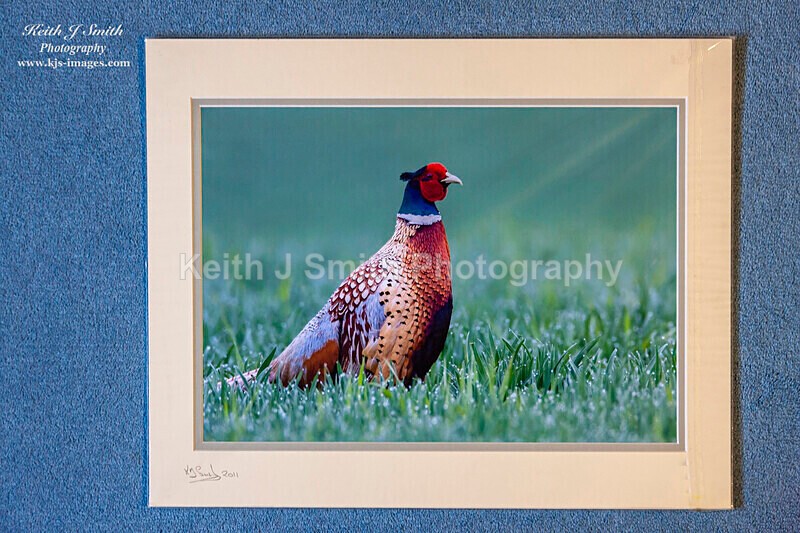 0SKJ9343 - Mounted prints for sale.