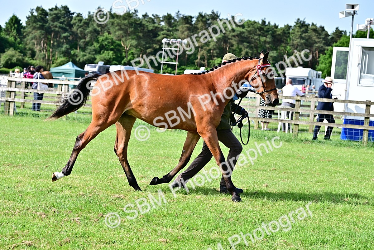 SBM_01089 - Class 46-49 - Arab and Part Bed-Anglo Arab In Hand