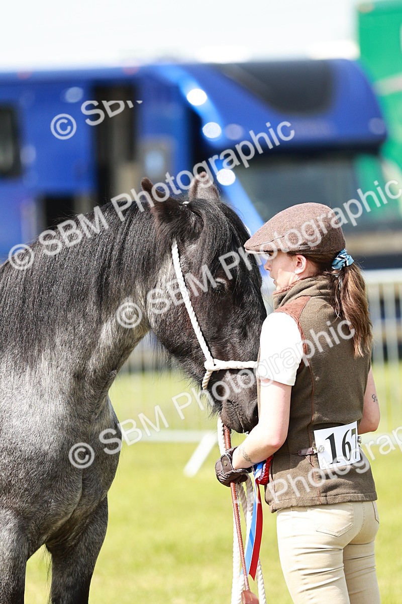 SBM_02529 - Class 14-23 - Mountain & Moorland In Hand Non Welsh