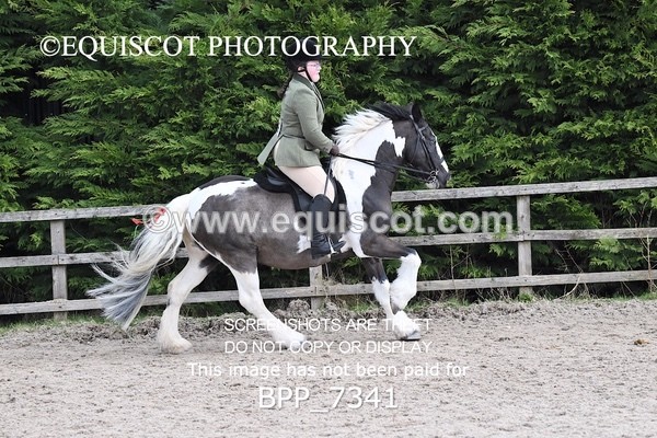 BPP_7341 - RING 1  (RIDDEN HORSES / IN HAND / VETERAN ETC)