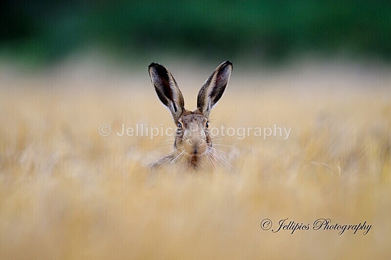 - Wildlife and Nature
