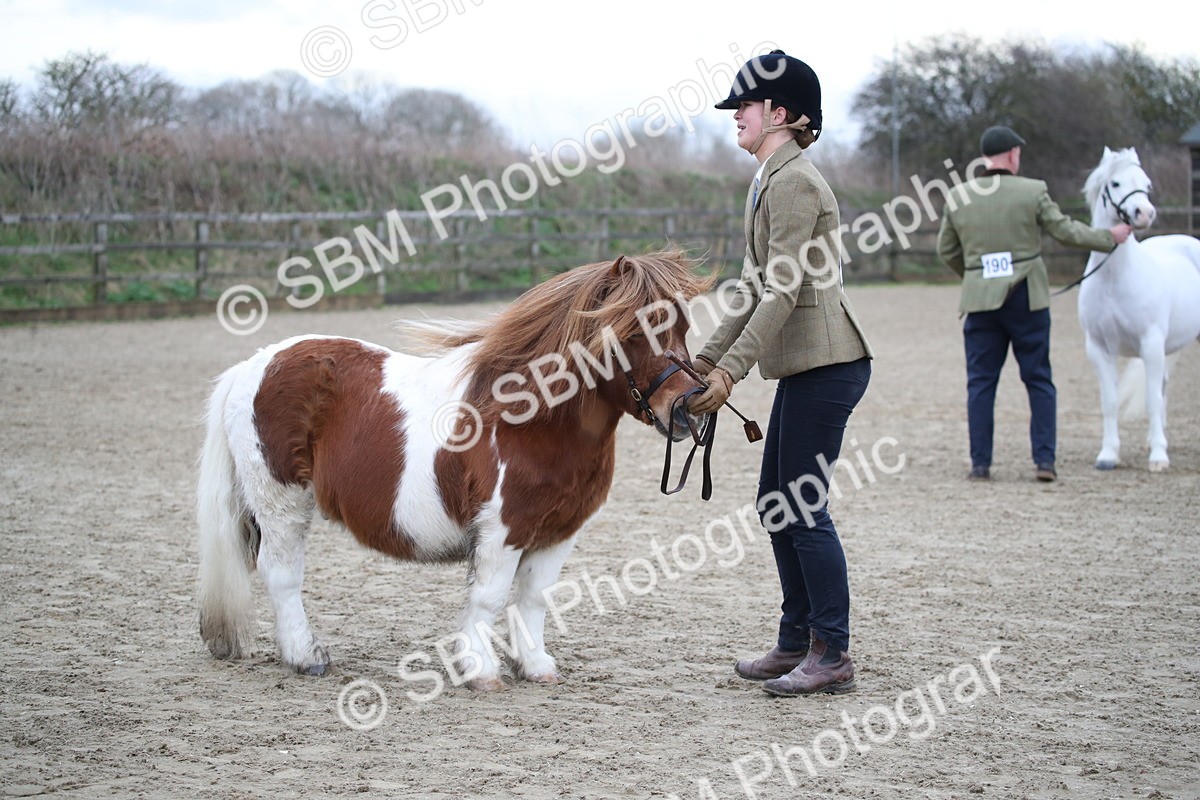 SBM_003930 - Class 1-4 - Young Stock classes Inc. In Hand Championship