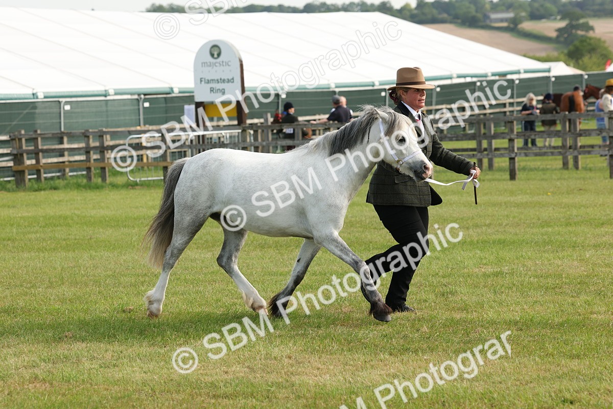 SBM_00562 - Class 6-13 - Mountatin and Moorland In Hand Welsh Breeds