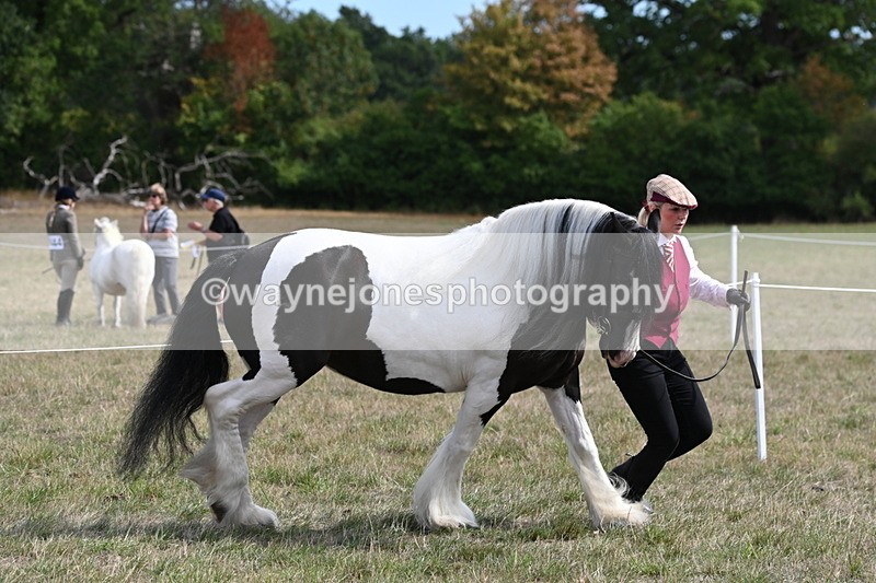WJ6_6587 - Class 20 In-hand Cob