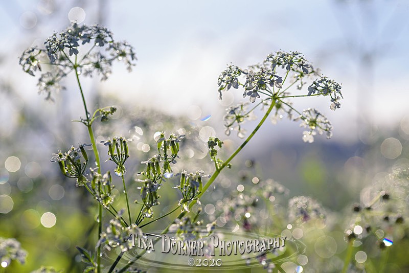 Shiny Cowparsley - Spring & Summer in The Forest of Dean & Wye Valley and BLUEBELLS!