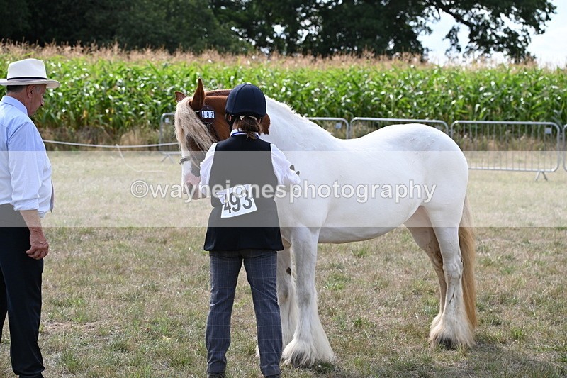 WJ6_6560 - Class 20 In-hand Cob