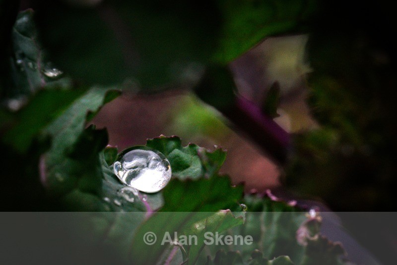 DSC00712 - Droplets