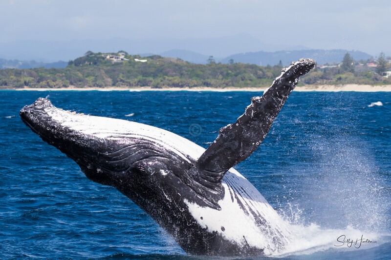 Fingal Breach 1 0A3A3881 - Humpback Whales