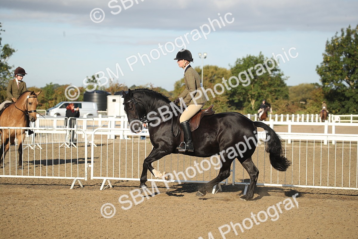 SBM_11550 - Class 502 - Riding Club Horse