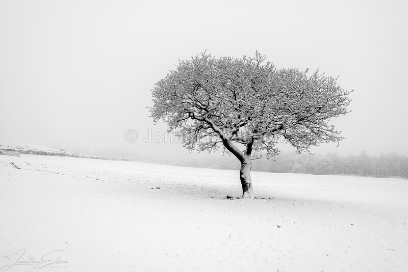 Winter Oak - Rivington And Surrounding Areas