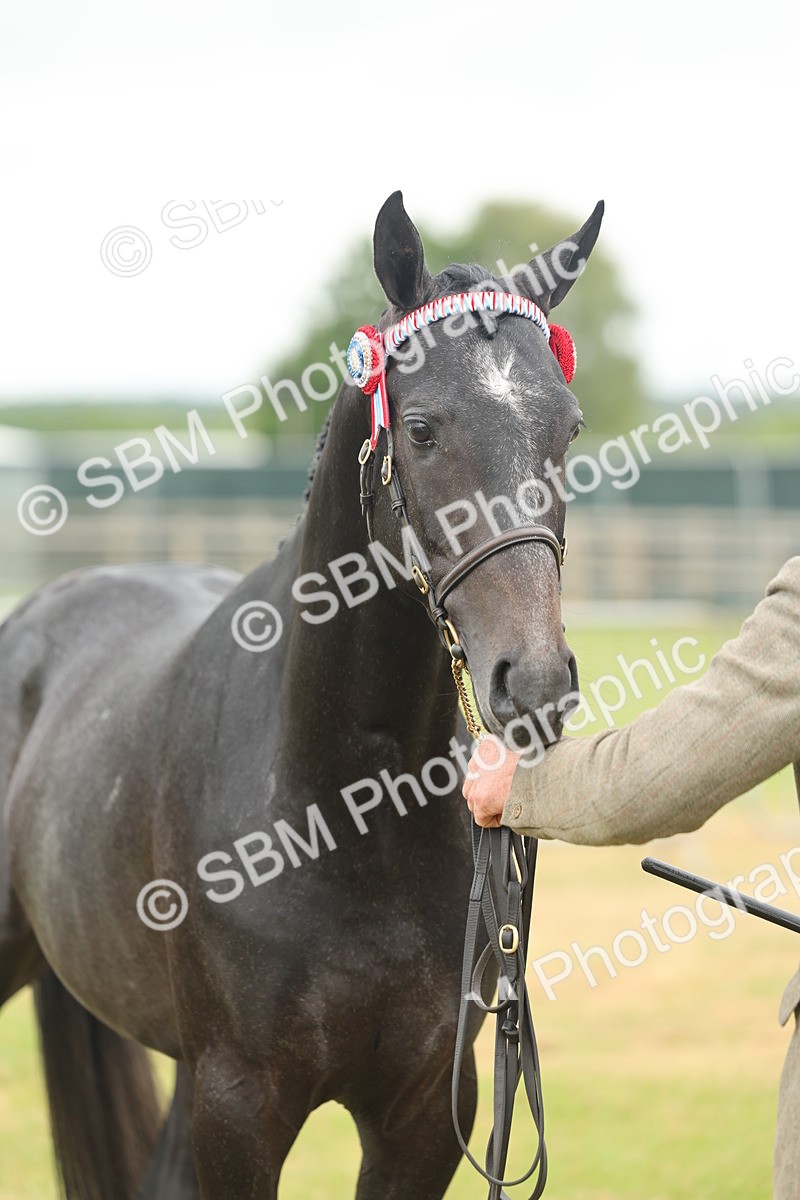 SBM_05497 - Class 68-73 - Riding Pony Breeding