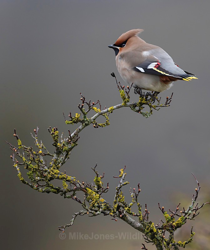 WAXWING HALKYN 22 - WAXWINGS. February 2024 [Halkyn Mountain, North Wales. UK ]