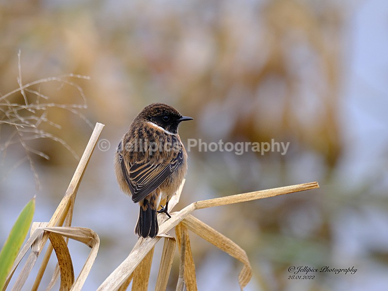  - Wildlife and Nature