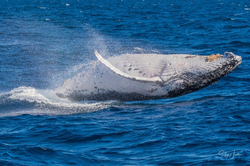 0A3A2794 - 2024 Whale Photos