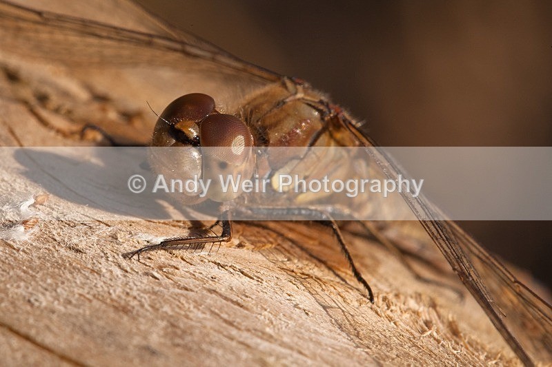 20111106-_MG_7418-2 - Dragonflies & Damselflies