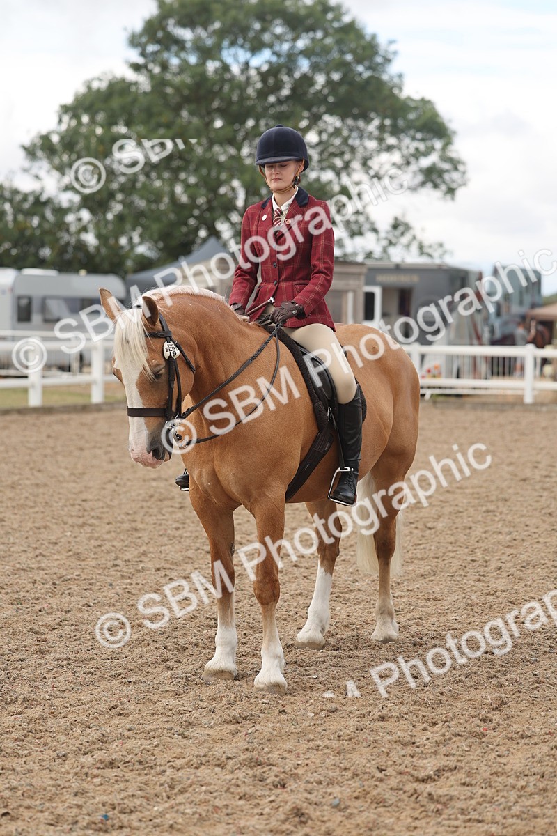 SBM_04349 - Class 17 - Prettiest Mare (IH or Ridden)