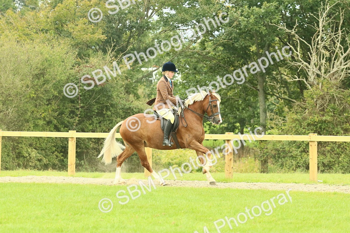 SBM_71888 - S60 - Mountain & Moorland Ridden Large Breeds