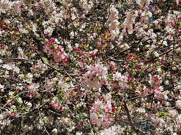 Crab Apple Blossom - NEW GALLERY AS A SOUTH AFRICAN RESIDENT
