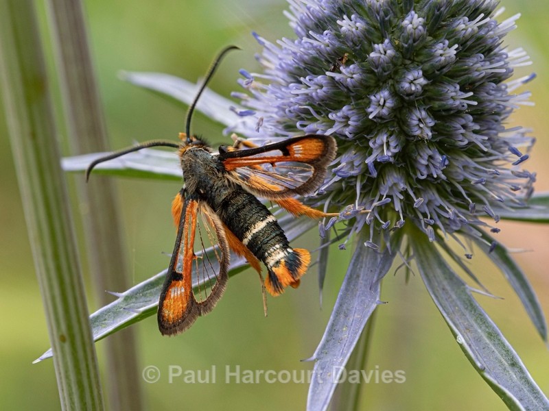 Fiery clearwing (Pyropteron chrysidiforme) - Ten Metres from Home 2021