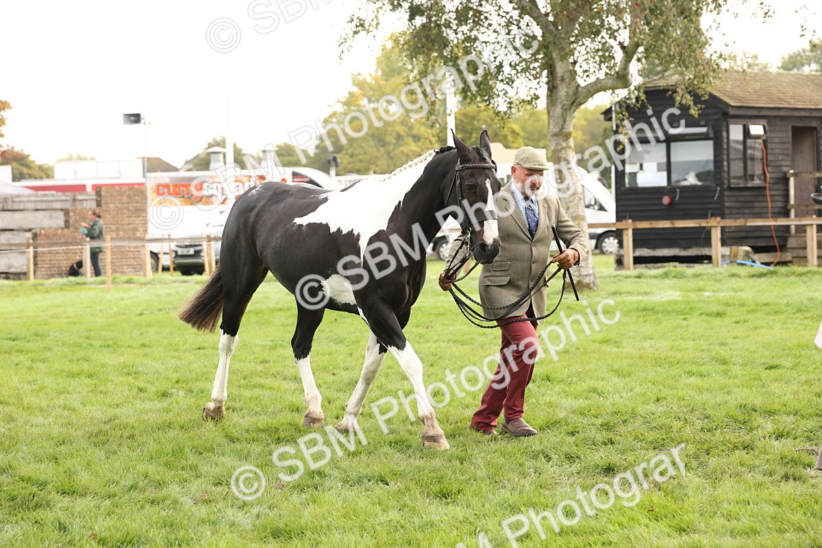 SBM_56804 - S54 - Piebald & Skewbald Horse In Hand