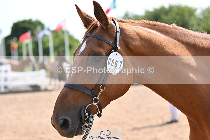 240717A-155344-03152 - Trot Up 3pm to 4pm