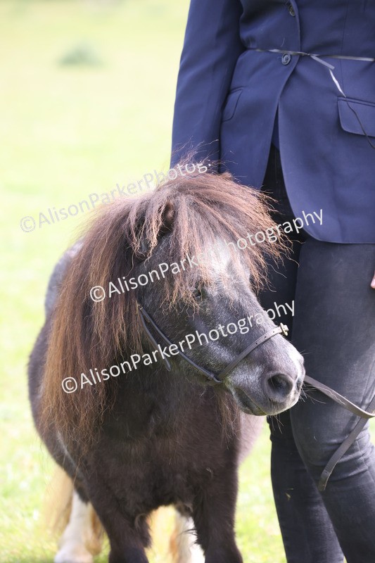 20260426-3211 - Class 26 - Shetland Ponies and Minitures