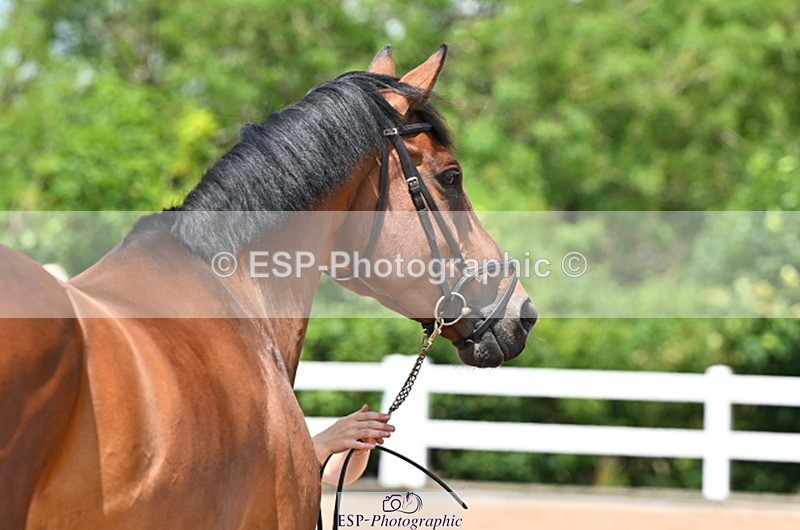 240718A-105317-01798 - Trot Up 1pm to 2pm