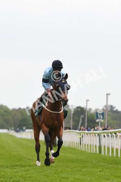 yr13052022r4-39 - Race 4 3.35pm The Paddy Power Yorkshire Cup (British Champions Series Race)