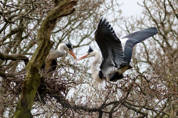  - Birds of Britain and Europe