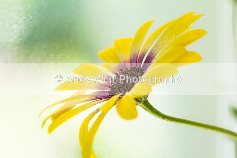 170708-untitled0027 - Plants & Flowers