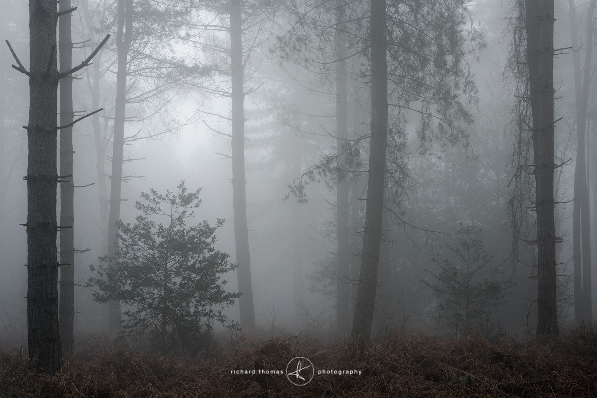 Holly for Alice - Woodland