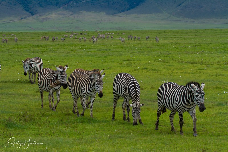 Crater Zebra 1