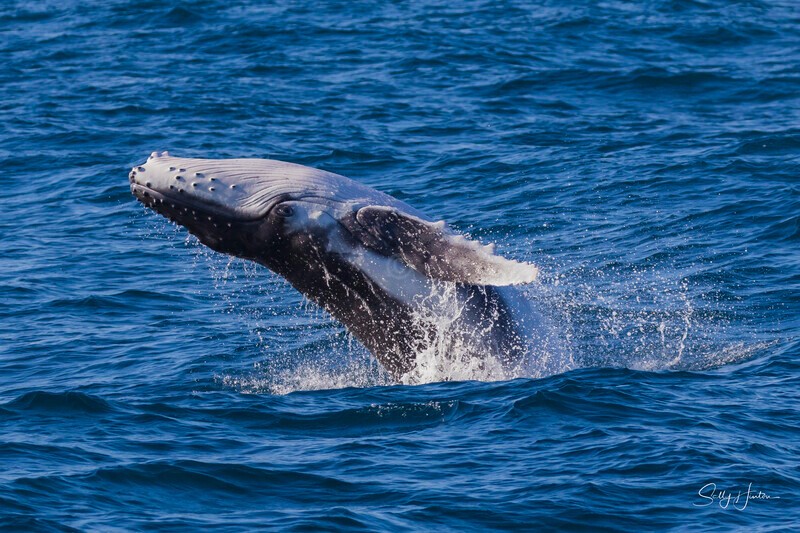 0A3A3943. Baby Breach 1 - 2026 Whales