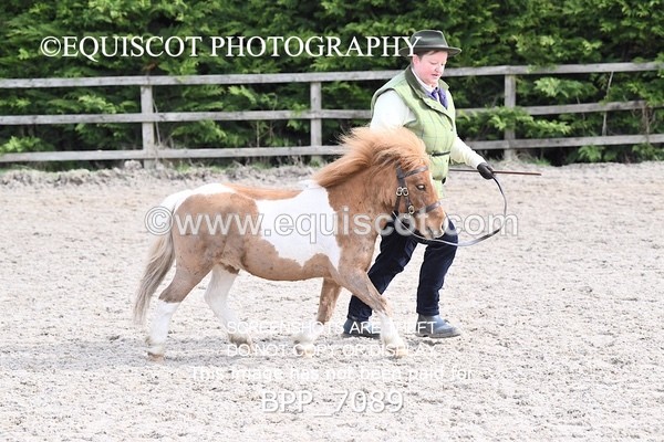 BPP_7089 - RING 1  (RIDDEN HORSES / IN HAND / VETERAN ETC)