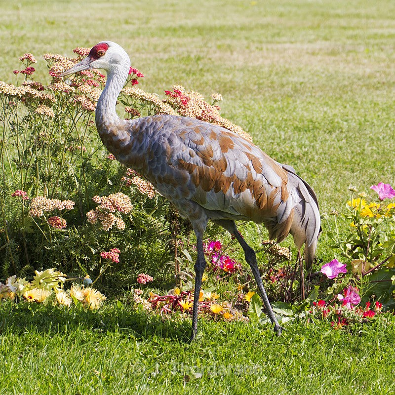  - Sandhill Cranes
