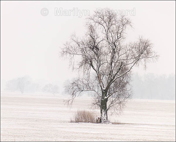 Snow along the River Elbe #7 - Prague to Berlin along the Elbe river