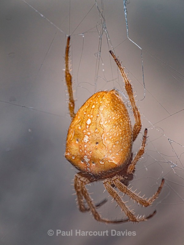 the four-spot orb-weaver, (Araneus quadratus, - Ten Metres from Home 1. (2020)