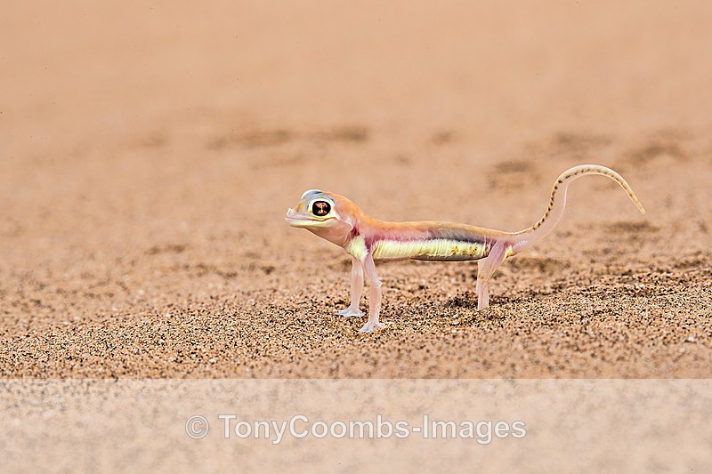 Palmato Gecko - The Namib Desert