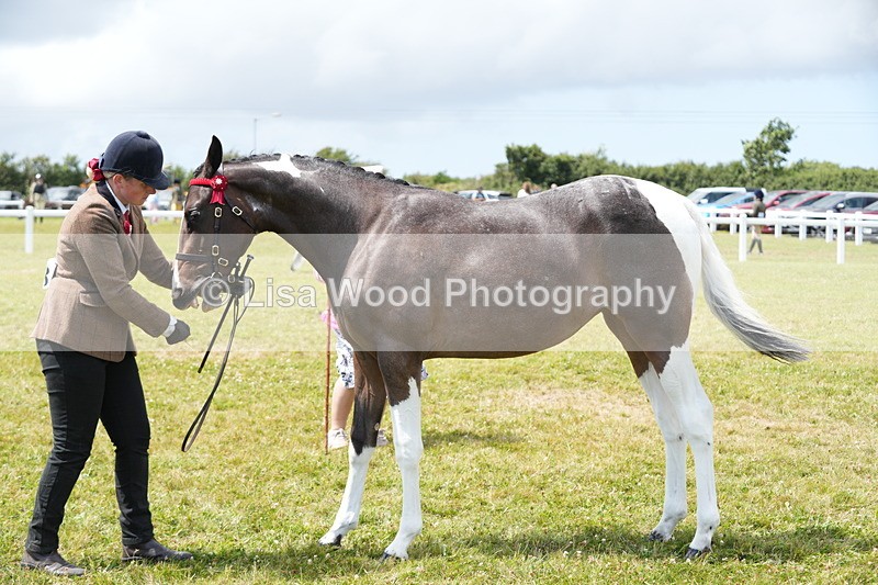 DSC06793 - Class 59: Coloured Horse Youngstock