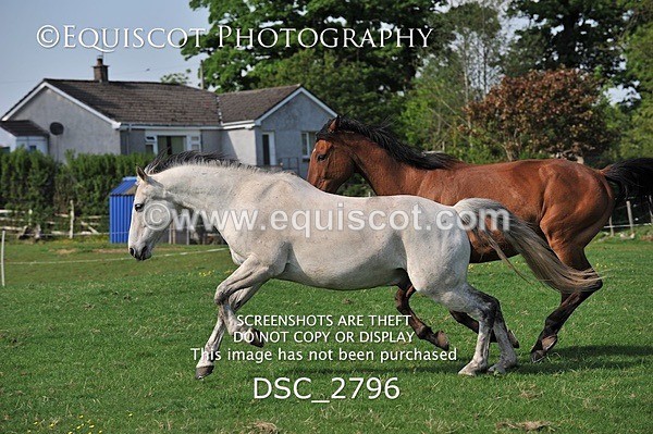 DSC_2796 - ARCHIVE REQUEST - Quincy and Guinness