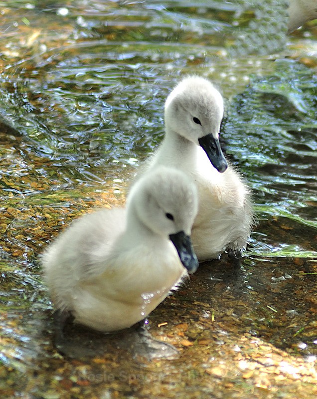  - White Swans and Cygnets