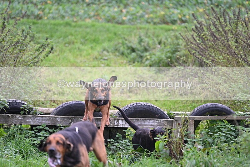 WJ7_8940 - Camera 1 only on this line