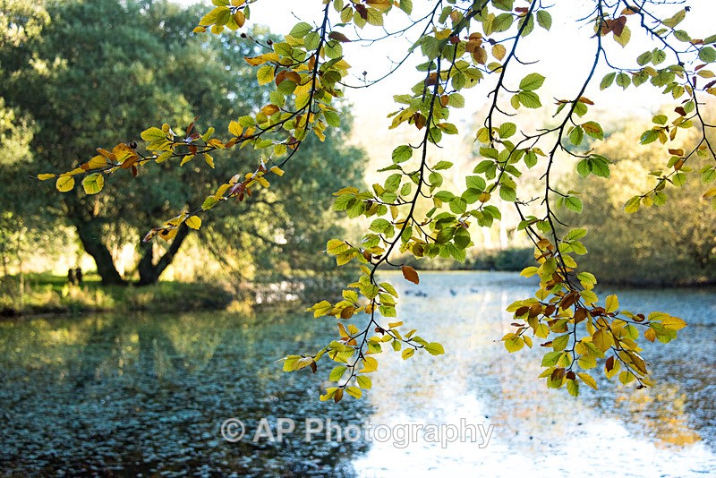 ACP_5244-1 - Lakes