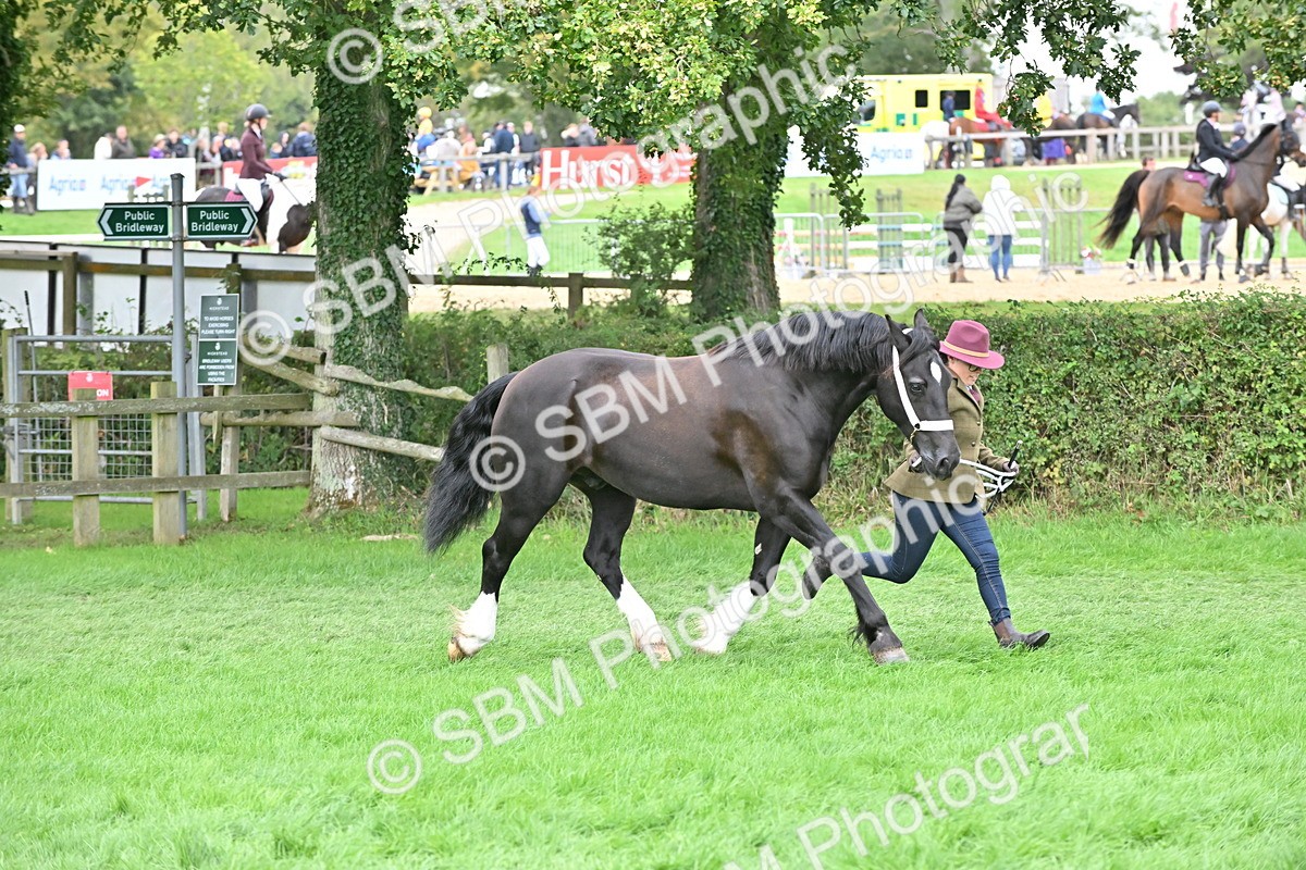 SBM_63262 - S49 - Mountain & Moorland In Hand Large Breeds