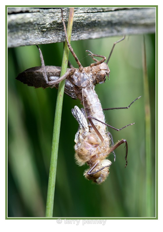 dragonfly Exuvia 3 - Insects & Spiders