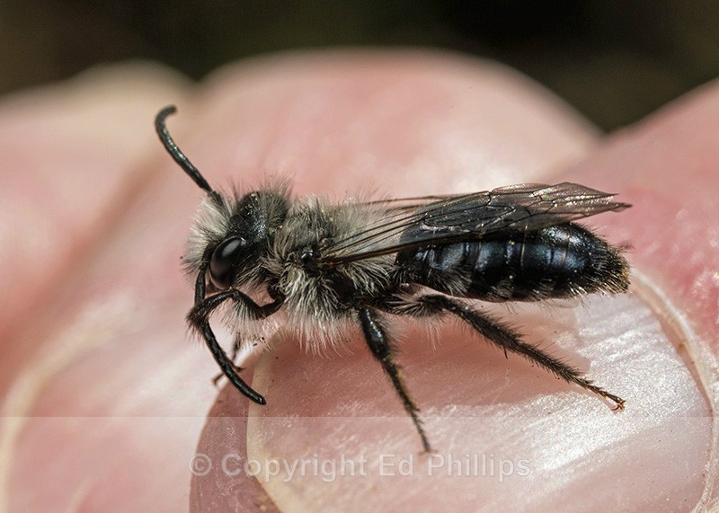 Andrena cineraria (m) - Andrena cineraria