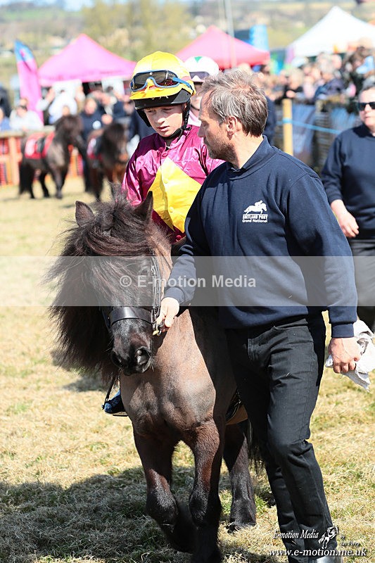 Shet 060426 85 - Shetland Pony Racing Paxford Races Easter Mon 06/04/26