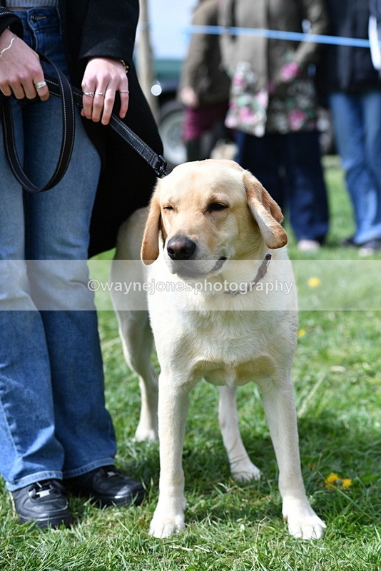 WJ5_9787 - Class 3 Most Handsome Dog