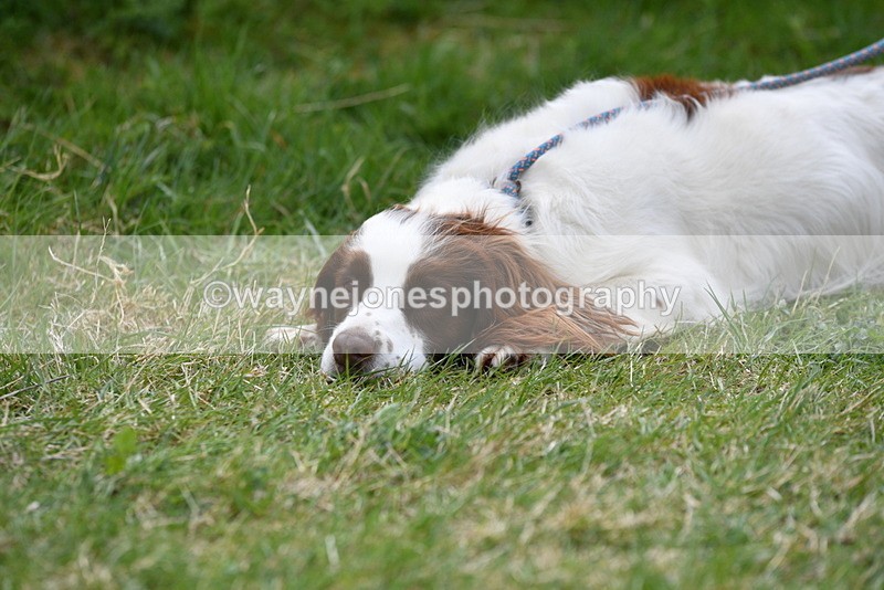 WJ5_0158 - Class 5 Best Veteran / 7 years & over