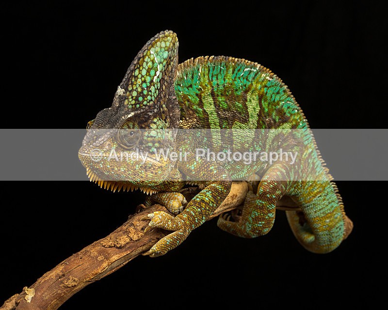 20140120-3K8A8304 - Lizards